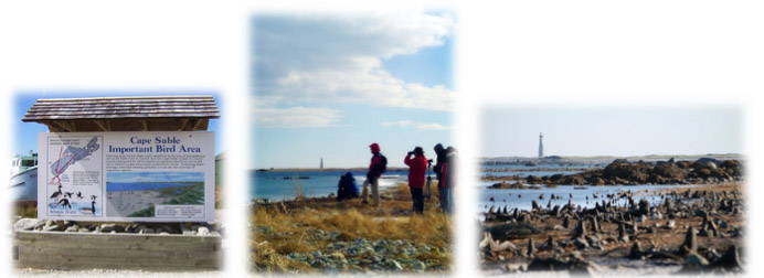the hawk cape sable island