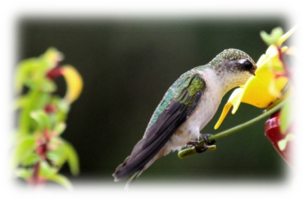 bird