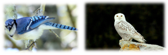 blue jay owl