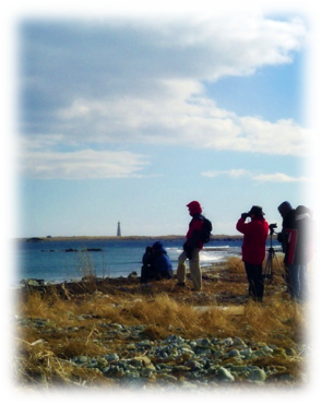 coastal birdwatching