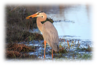heron